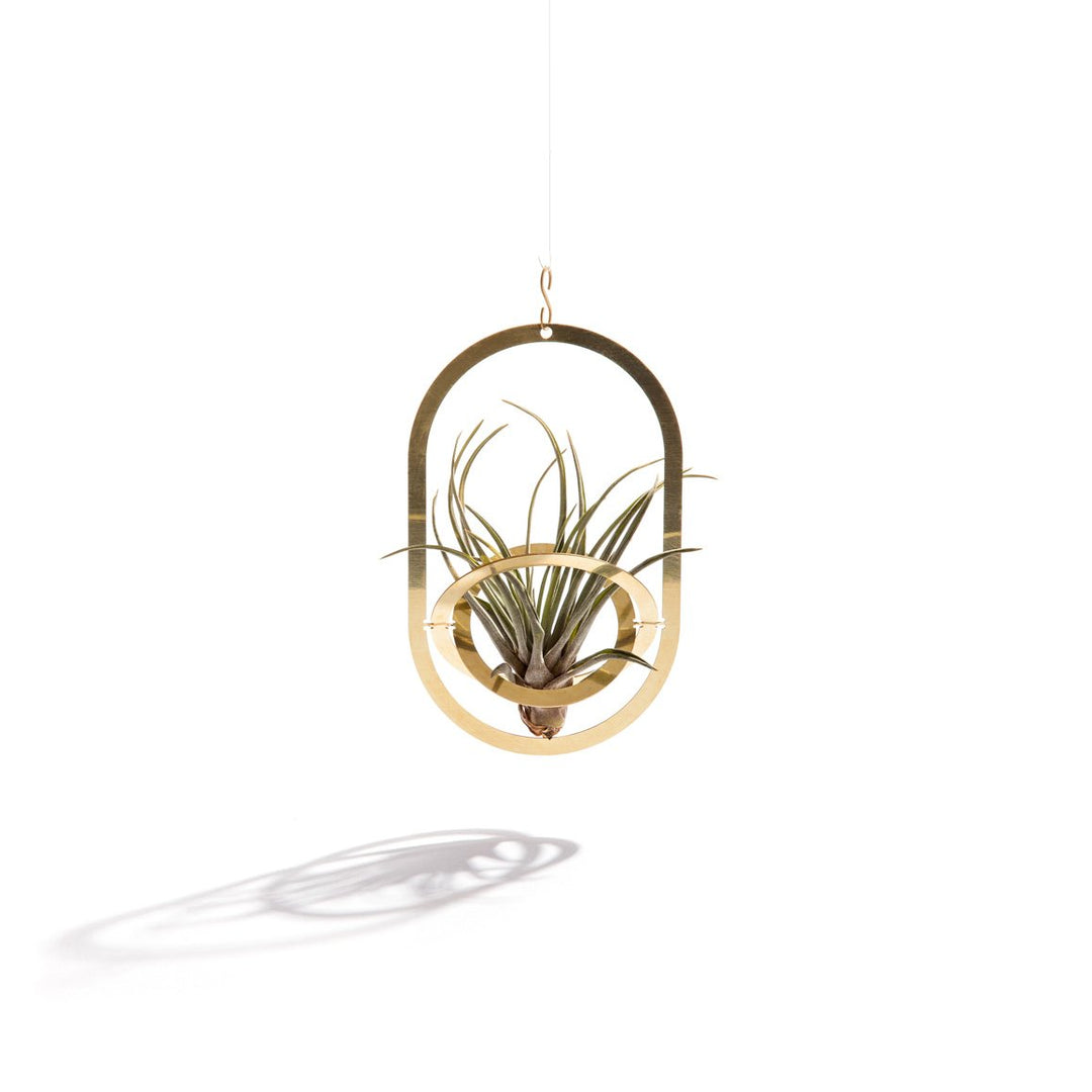 air plant pendant AIR PENDANT